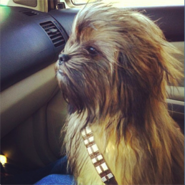 Wookie Dog
